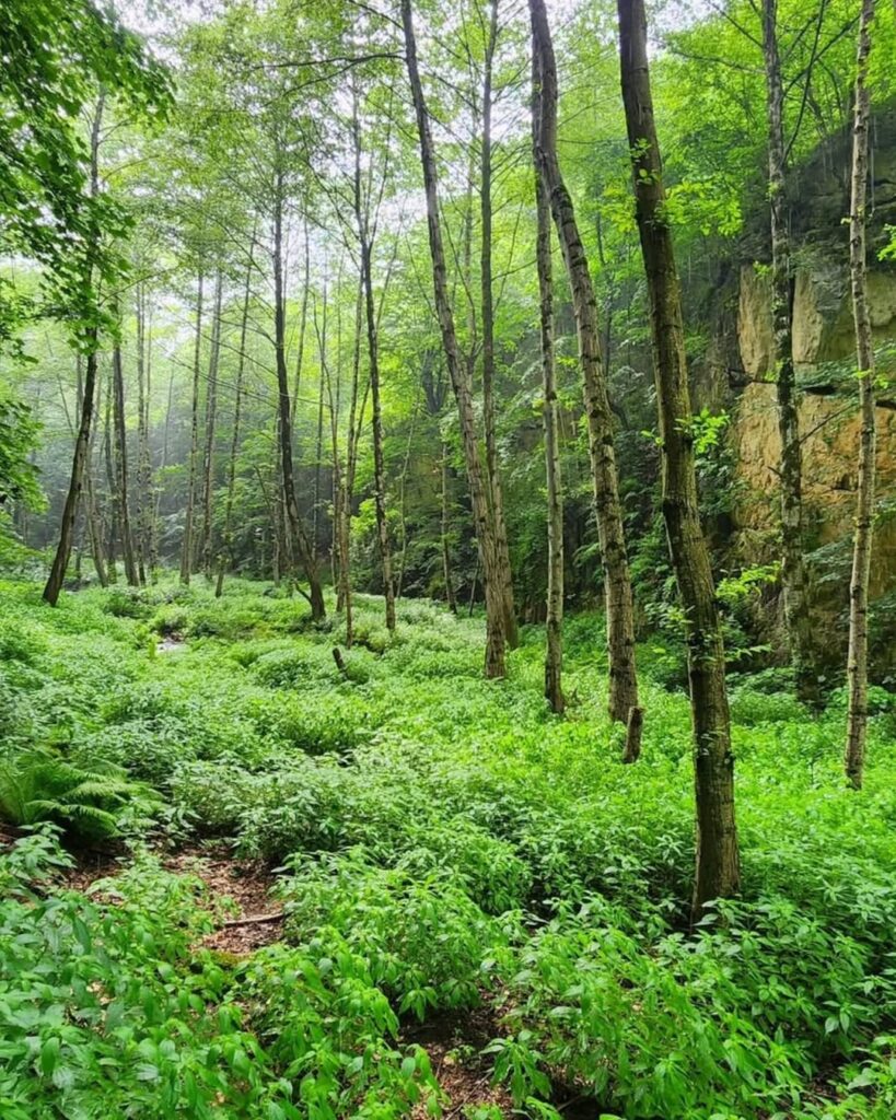 رود فیروزان