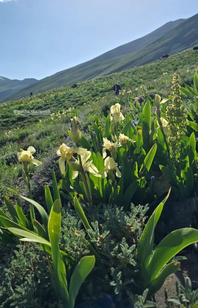 سفر به ییلاق نوشا