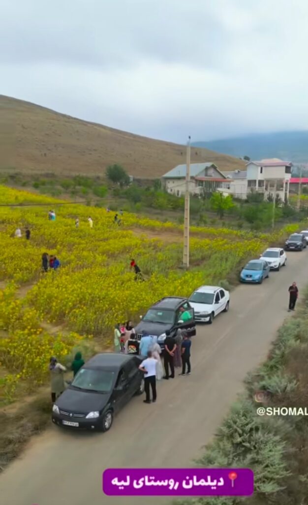 دشت آفتابگردان روستای لیه دیلمان