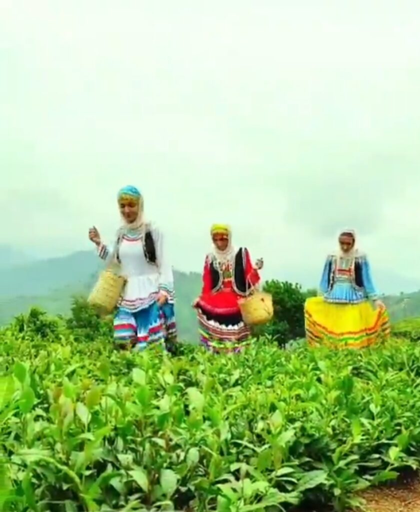 تجربه چیدن چای