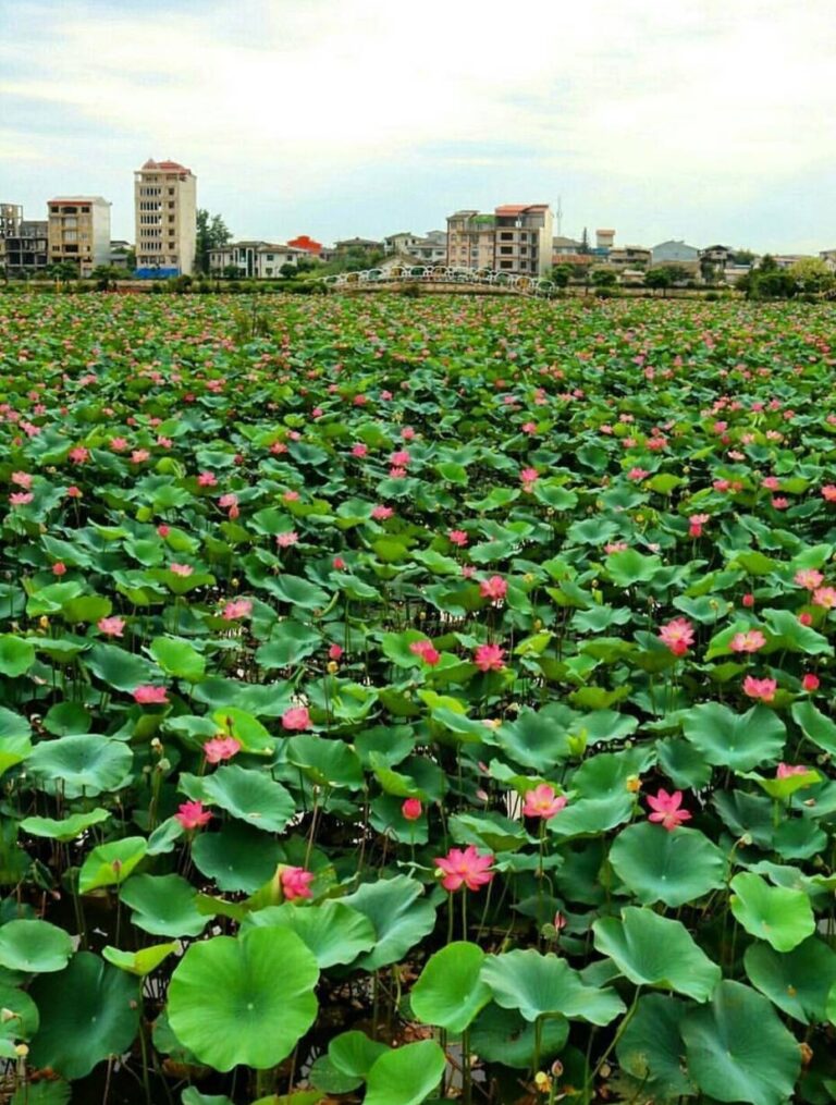 بوستان نیلوفر آبی لنگرود