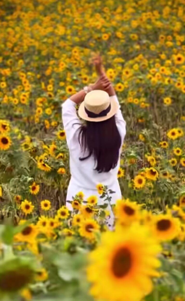 دشت آفتابگردان لیه دیلمان