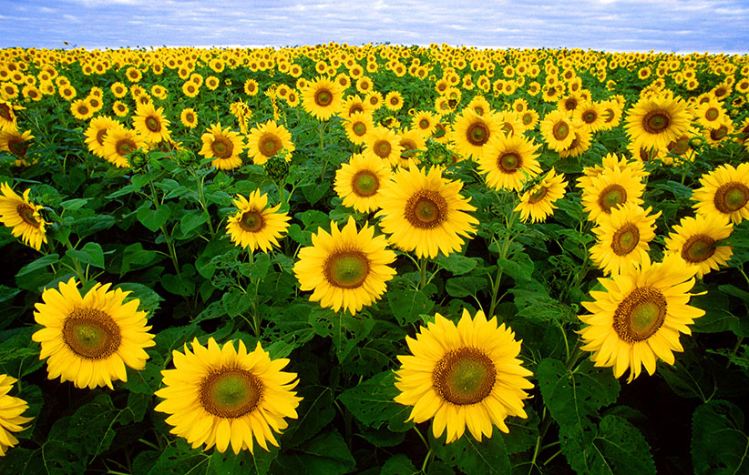 روستای استارم