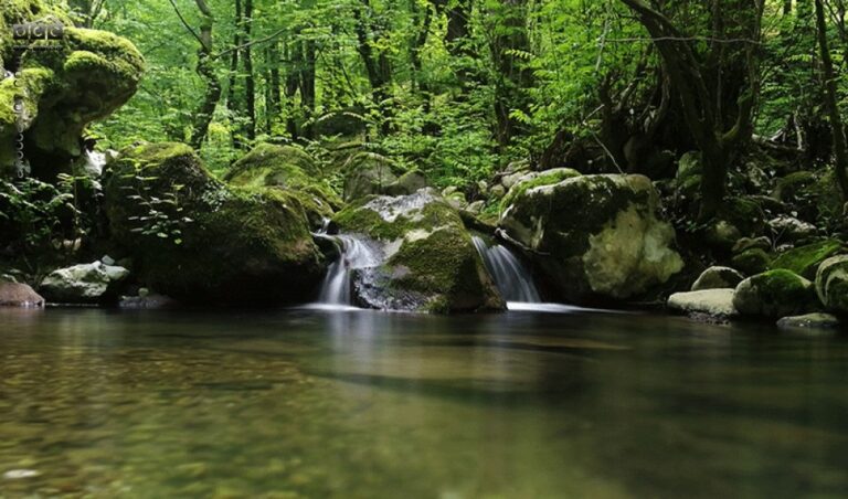 جنگل تیلاکنار