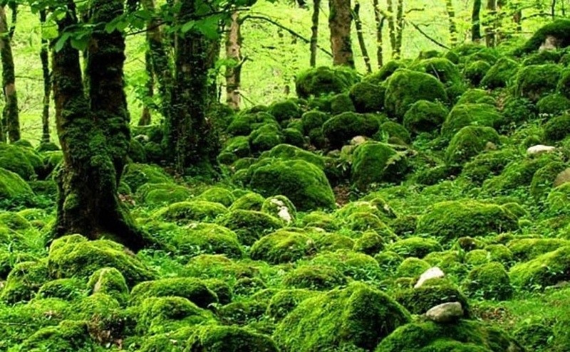 جنگل تیلاکنار
