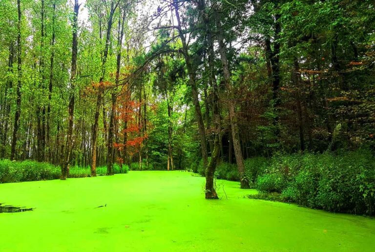 مرداب سراوان