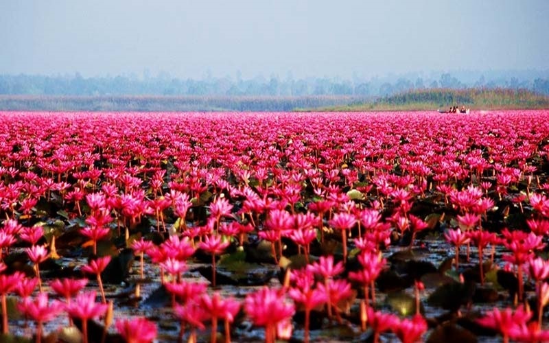 تالابهای نیلوفر آبی انزلی در فصل تابستان