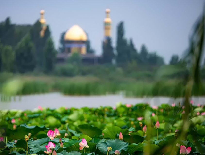 نمایی از تالاب نیلوفر آبی بابل-مازندران