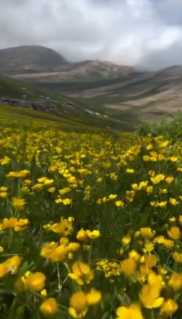 دشت زیبای لپاسر رامسر