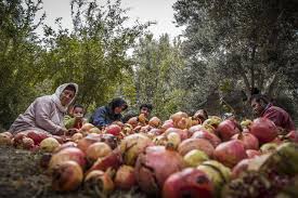 برداشت انار کردستان-جدیدترین زمان و مکان برگزاری جشن انار کردستان