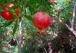 برداشت انار و برگزاری جشن انار در کردستان