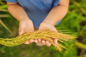 عکس برداشت برنج-جشن خرمن