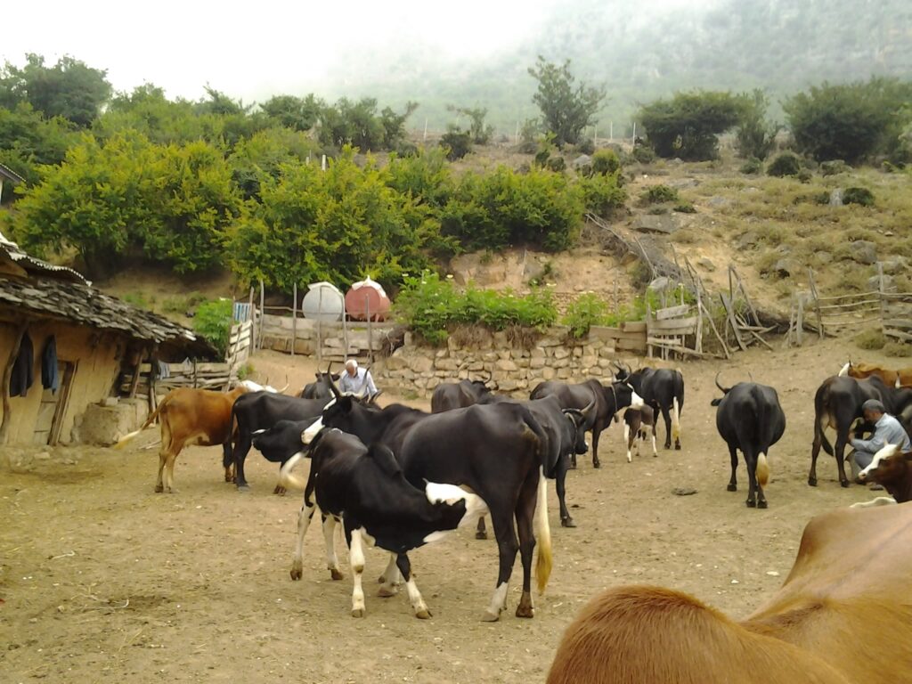 دامداری سنتی مازندران