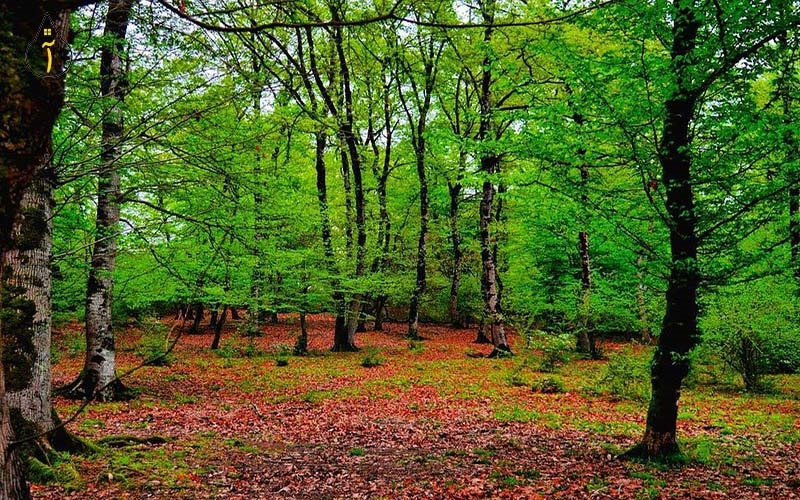 چمستان نور