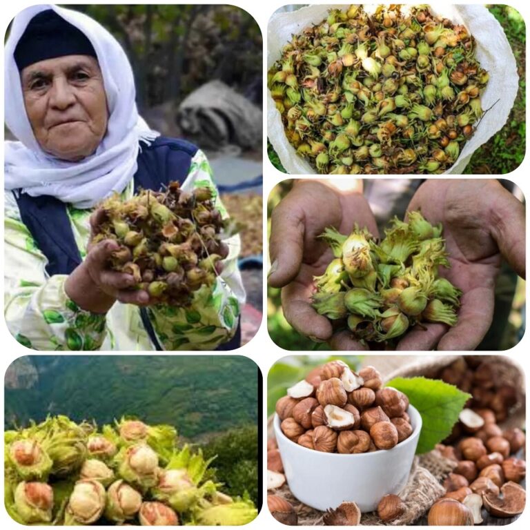 اشکورات گیلان پایتخت فندق ایران