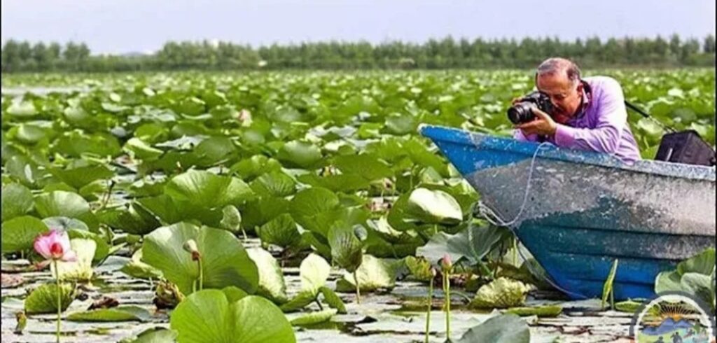 مردابهای نیلوفر آبی-گل لوتوس
