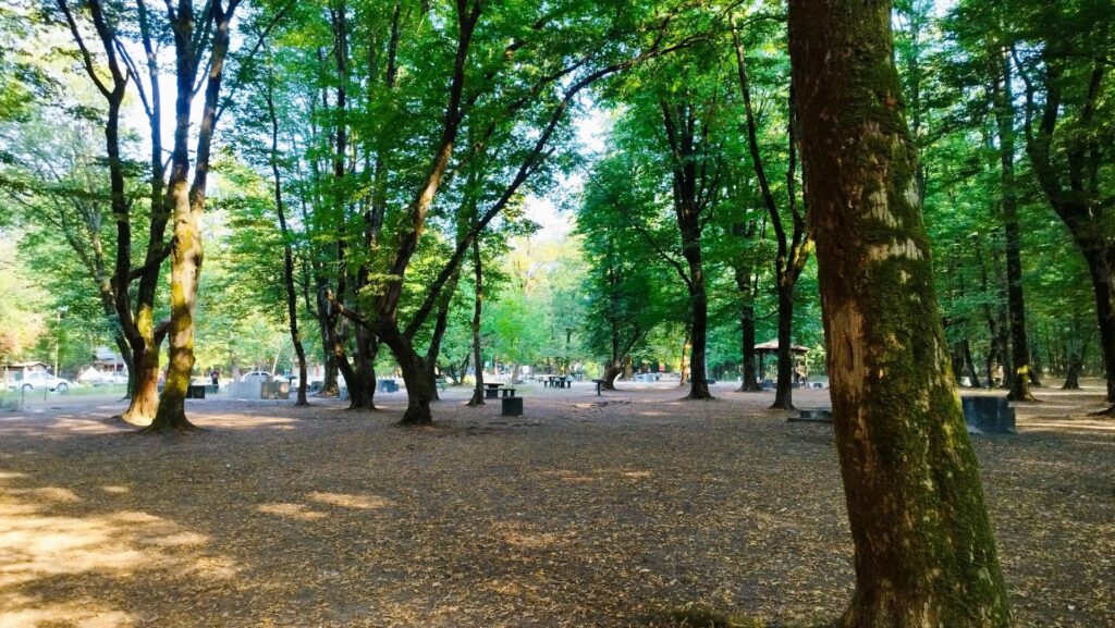 پارک جنگلی سیسنگان