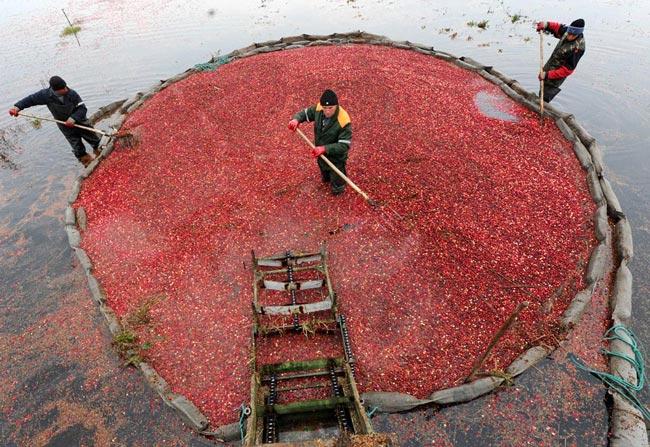 روستای زغال اخته، روستای هیر قزوین