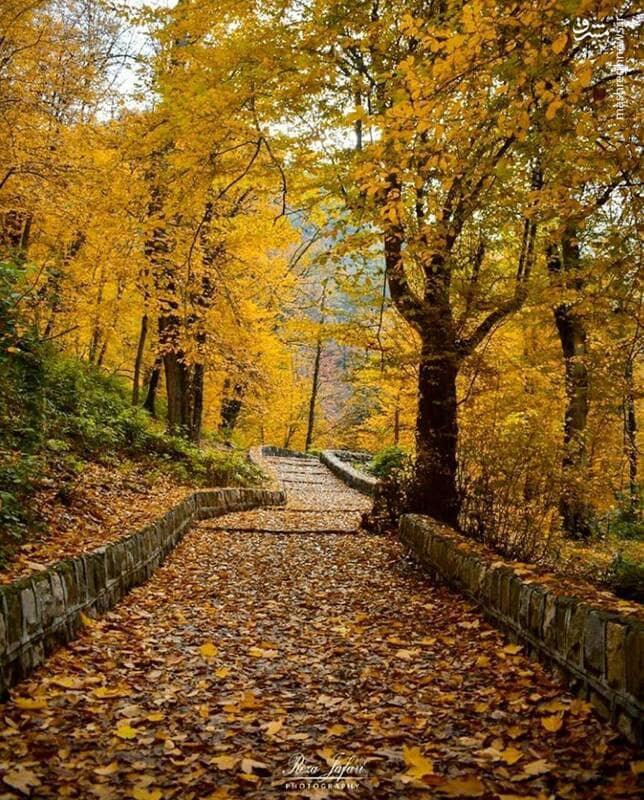 جنگل پاییزی النگدره گرگان