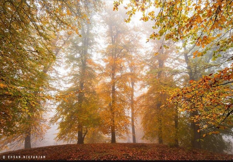 جنگل پاییزی اسب شوران دوهزار تنکابن-جنگل راش پاییزی