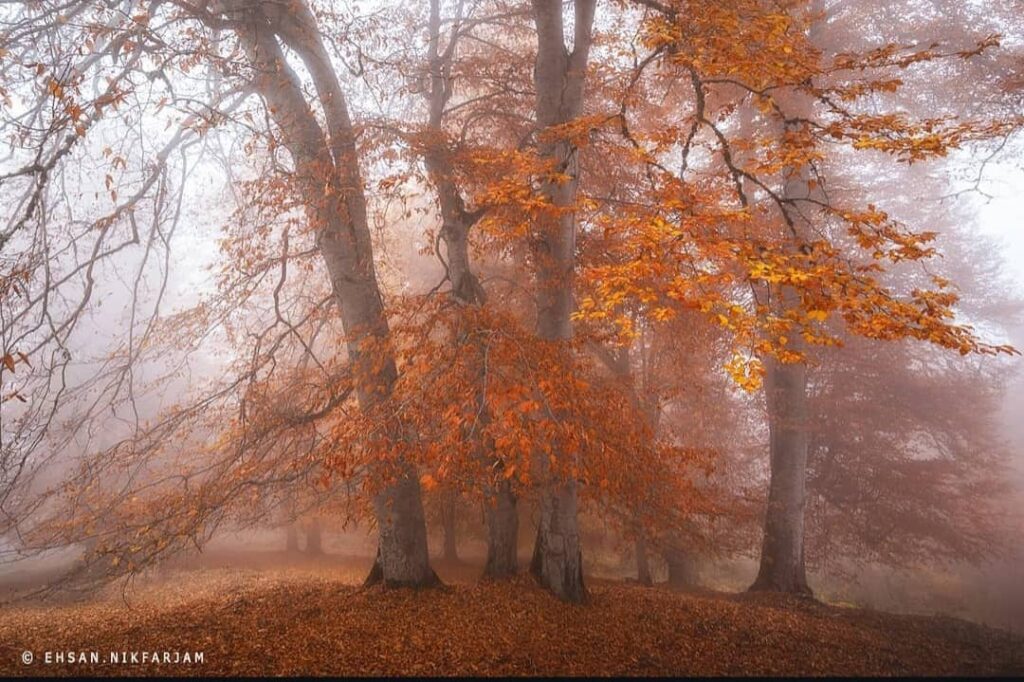 پاییز مازیچال کلاردشت