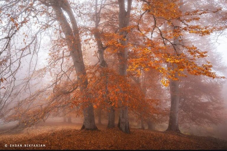 پاییز مازیچال کلاردشت