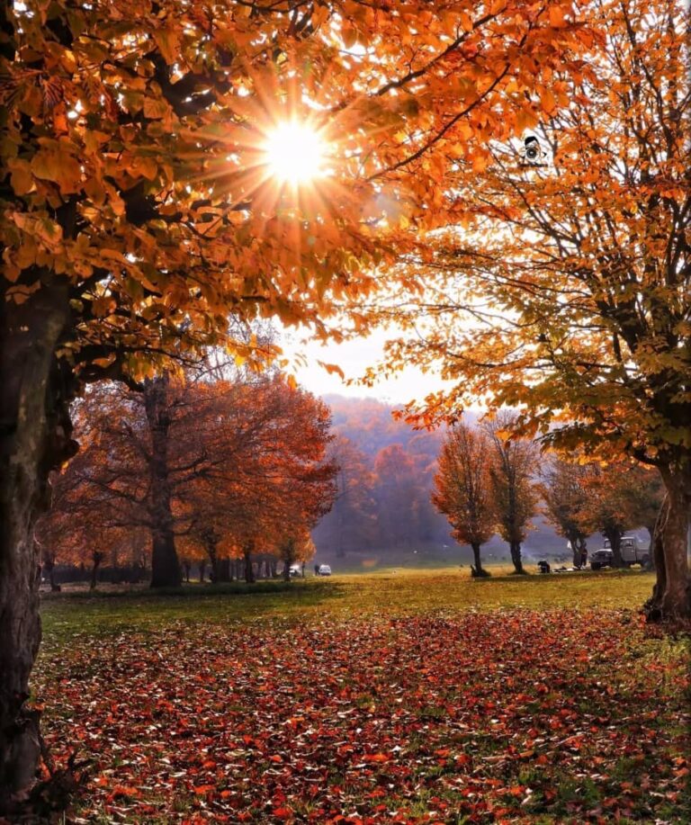 جنگل ناهارخوران گرگان در پاییز