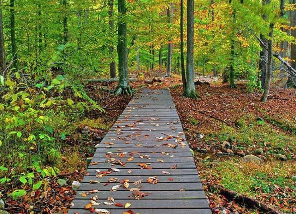 پارک جنگلی کشپل نور