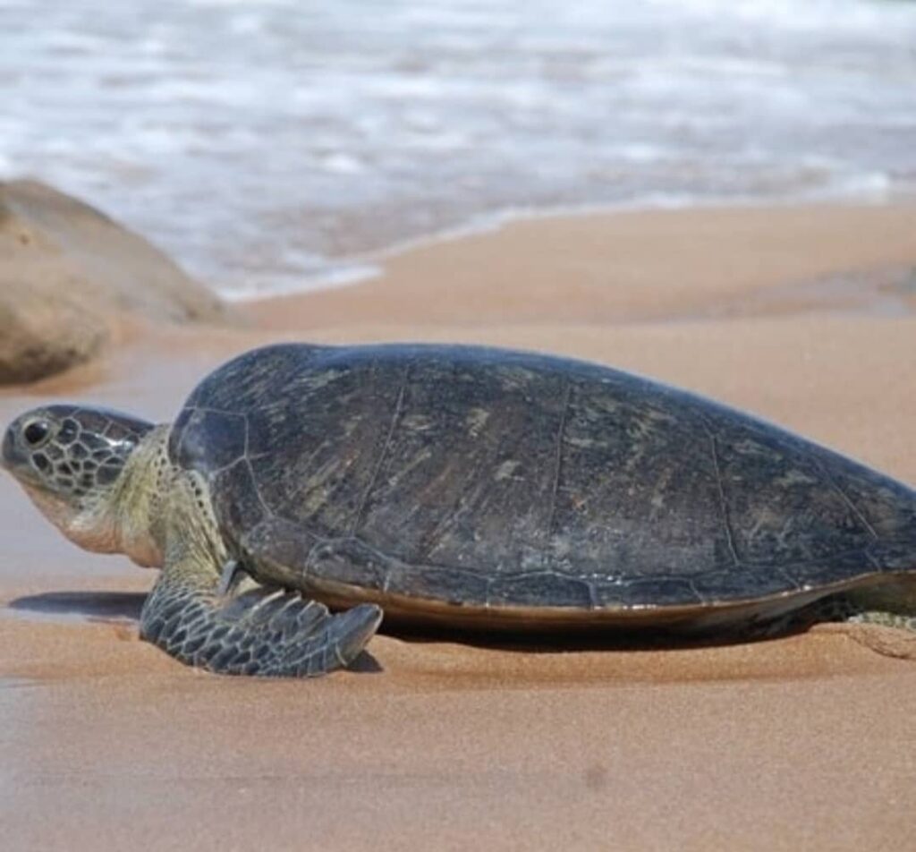 سفر به ساحل سرخ هرمز