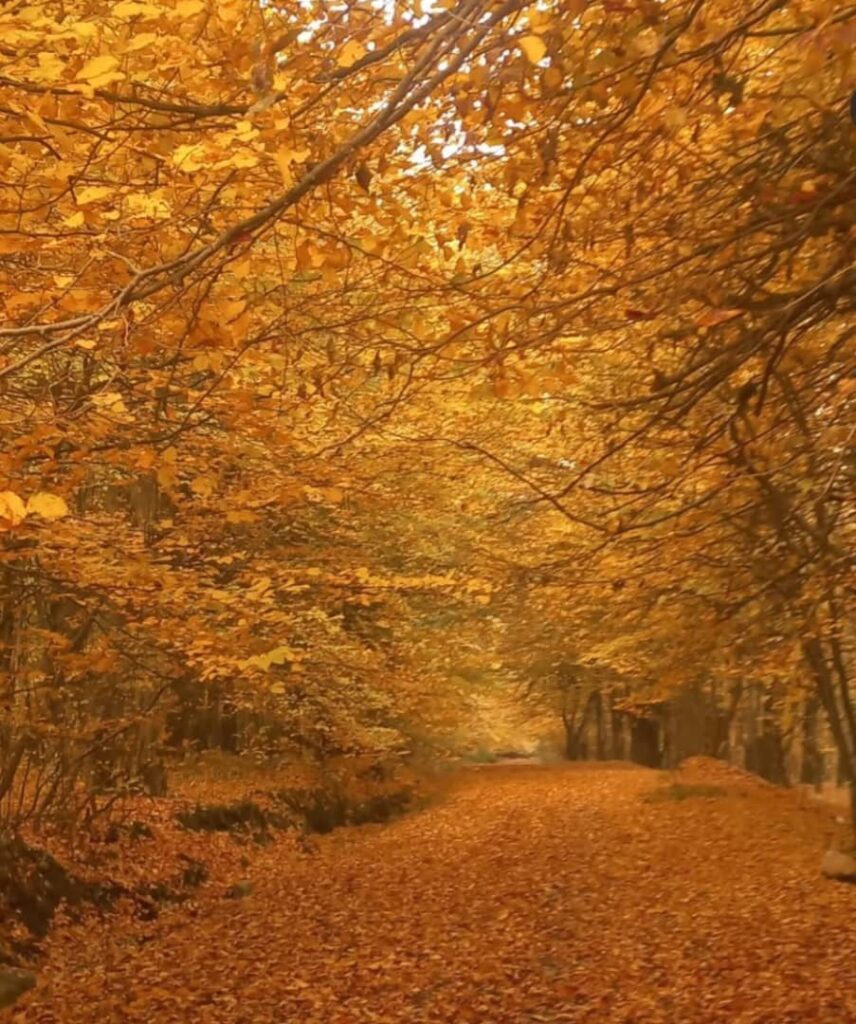 پارک جنگلی کبودوال علی آباد کتول