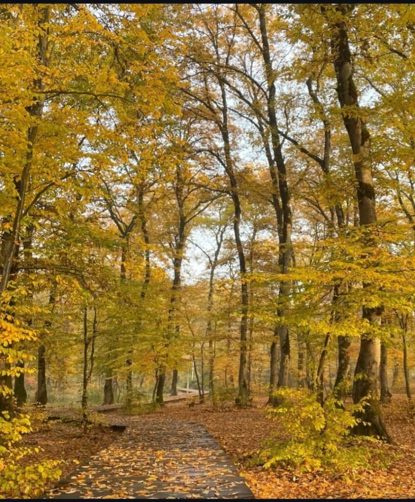 پارک جنگلی کبودوال علی آباد کتول