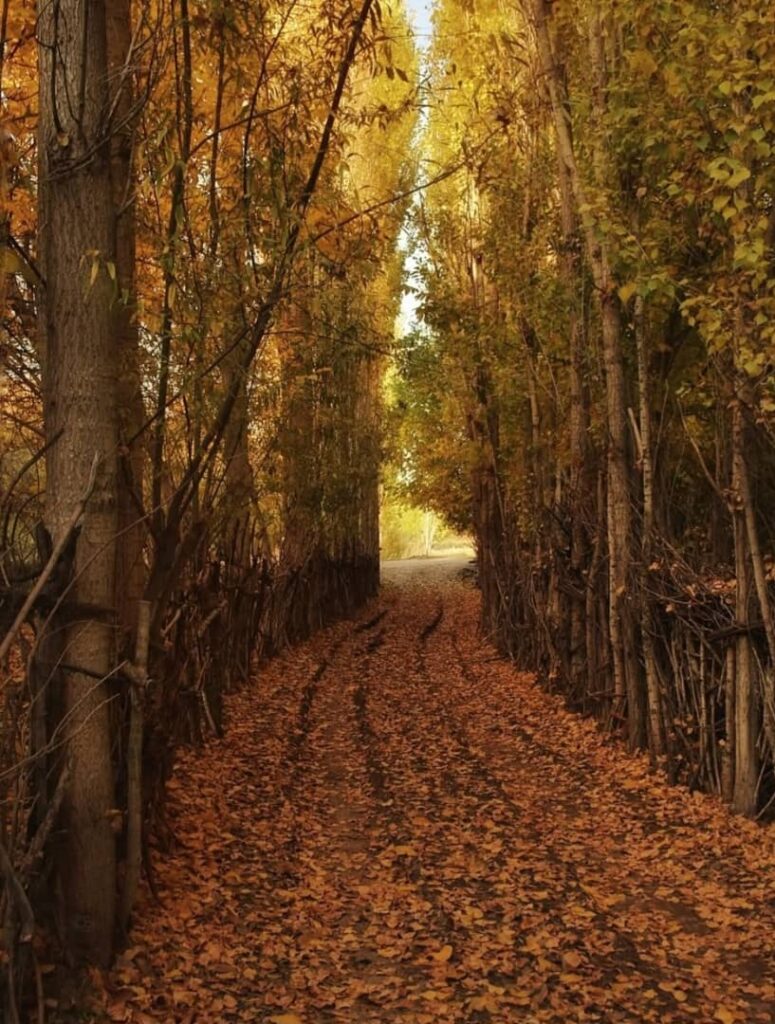 پاییز زیبای فاروق-استان فارس