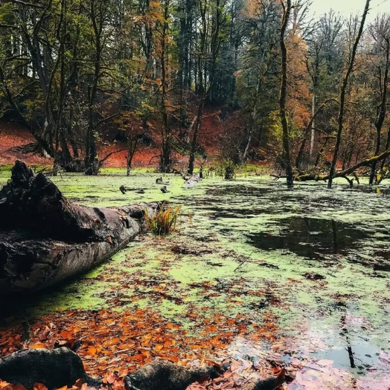 مرداب دریوک کلاردشت-مازندران