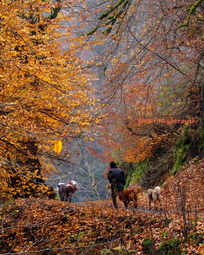 مسیر جنگلی رسیدن به آبشار لوشکی