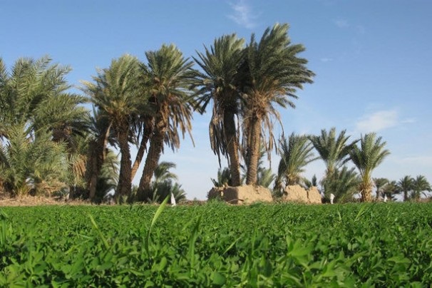 مراسم جشن خرما