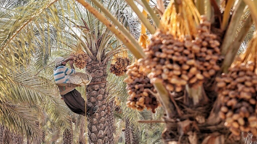 جشن خرما در ایران