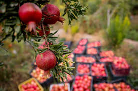 جشنواره انار