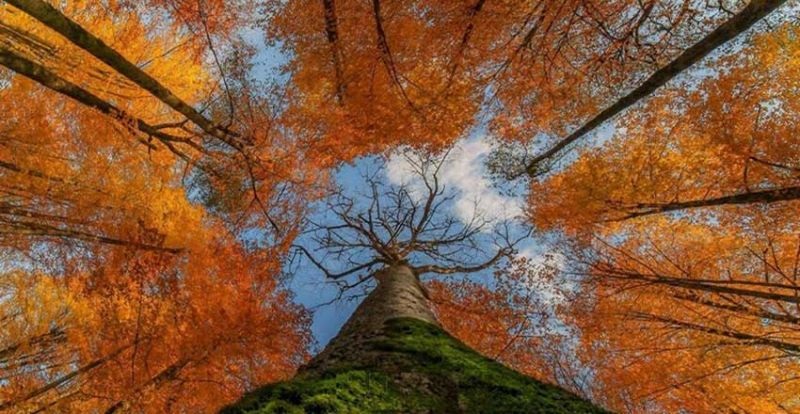 جنگل زیبای تنکابن