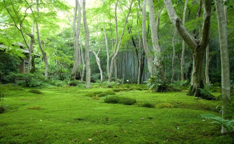 جنگل دوهزار