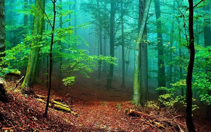 راهنما سفر به جنگل راش