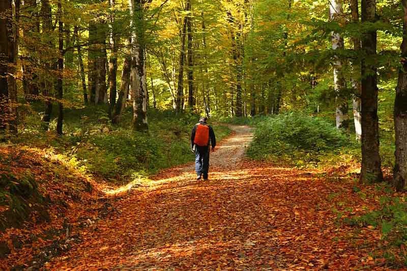 آدرس جنگل راش