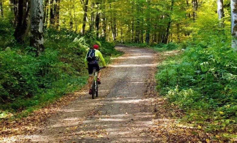 آب و هوای جنگل راش