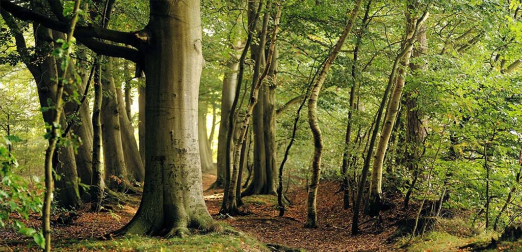 مسیر دسترسی به جنگل راش