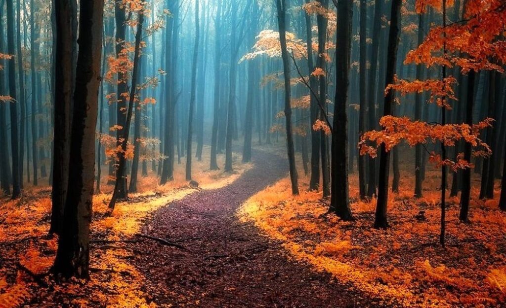 مسیر دسترسی به جنگل نور شمال