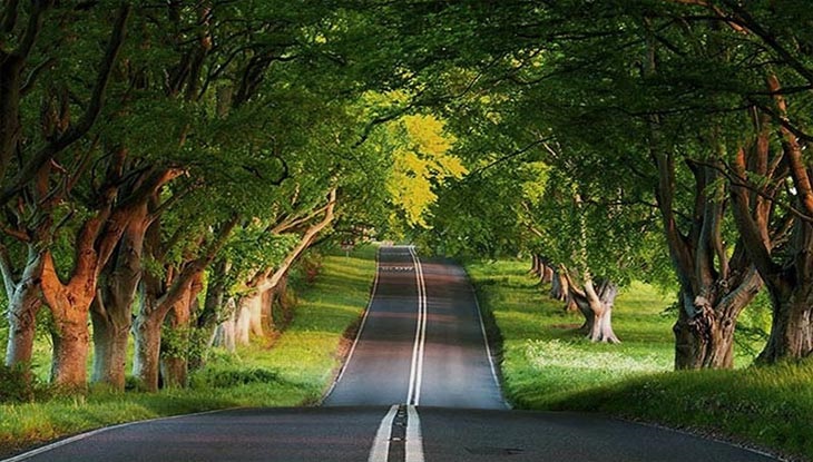 آدرس جنگل گیسوم