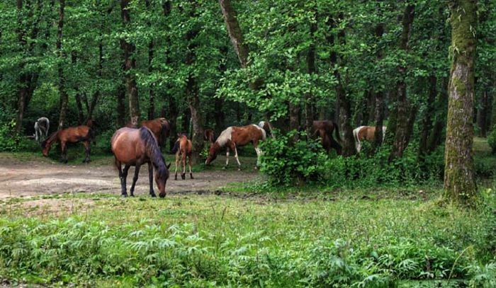 جنگل گیسوم تالش