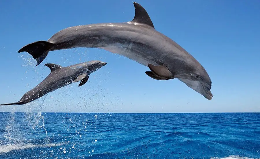 دلفین بینی بطری؛شتر سواری در دریای قشم