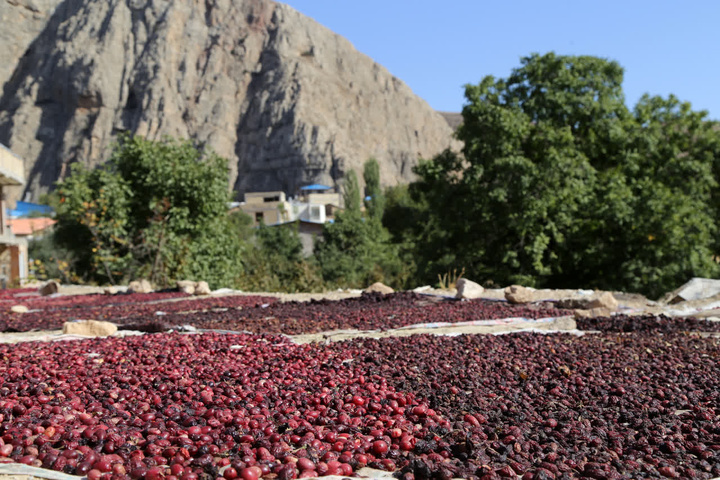 روستای زغال اخته، روستای هیر قزوین