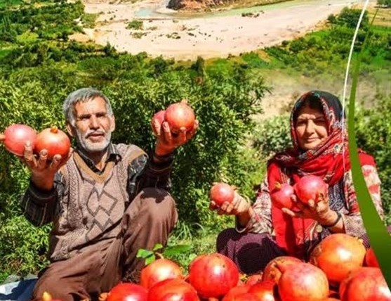 جشنواره انار نمهیل خلخال