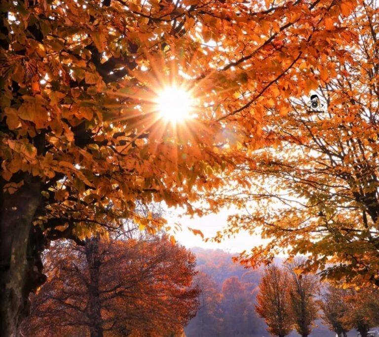 جنگل راش سنگده سوادکوه-جنگل های راش مازندران